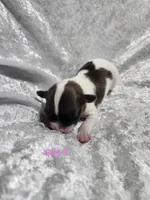 Girl 3, a female Papillon for sale in Mountain City, TN – 4 of 6