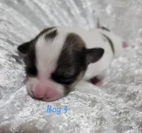 Boy 3, a male Papillon for sale in Mountain City, TN – 2 of 6