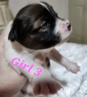 Girl 3, a female Papillon for sale in Mountain City, TN – 2 of 9