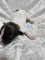 Boy 1, a male Papillon for sale in Mountain City, TN – 2 of 6