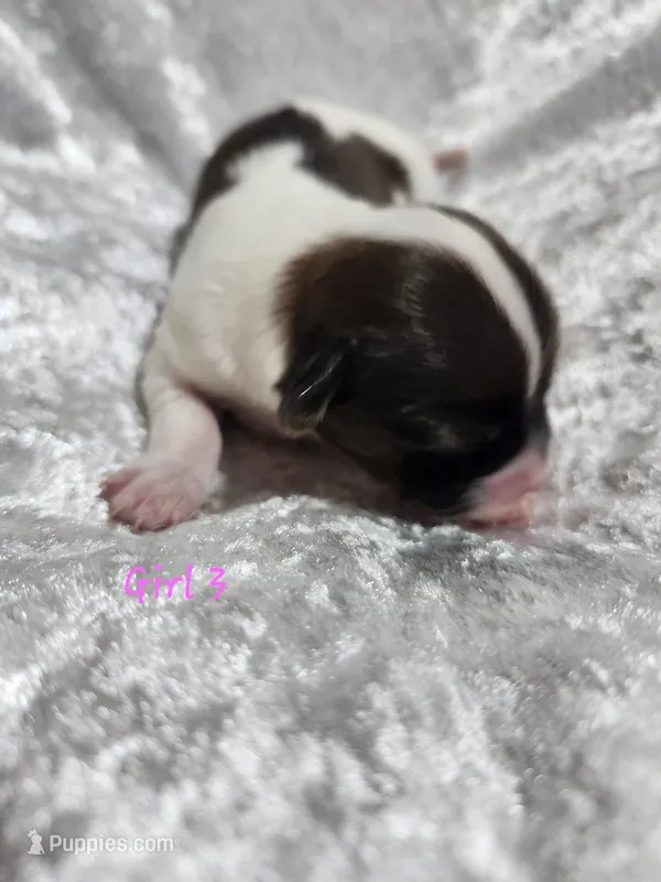 Girl 3 – Papillon puppy for sale in Mountain City, TN