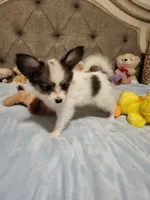 Boy 3, a male Papillon for sale in Mountain City, TN – 9 of 10