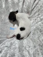 Boy 1, a male Papillon for sale in Mountain City, TN – 5 of 6
