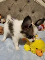 Boy 3, a male Papillon for sale in Mountain City, TN – 6 of 10