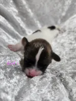 Girl 1, a female Papillon for sale in Mountain City, TN – 4 of 6