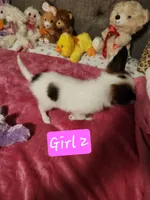 Girl  2, a female Papillon for sale in Mountain City, TN – 2 of 8