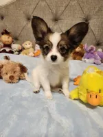 Boy 2, a male Papillon for sale in Mountain City, TN – 5 of 10
