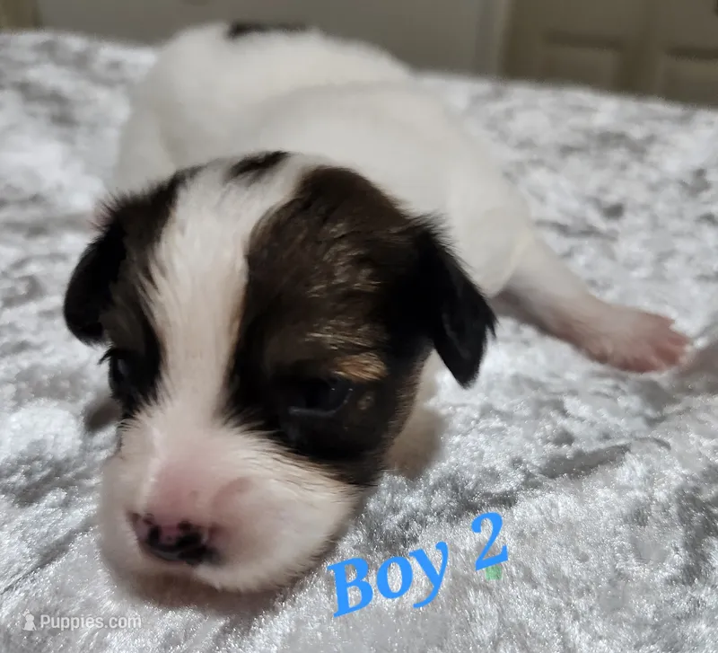 Boy 2 – Papillon puppy for sale in Mountain City, TN