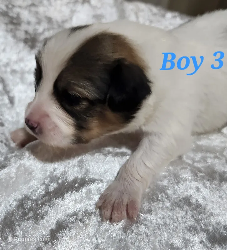 Boy 3 – Papillon puppy for sale in Mountain City, TN