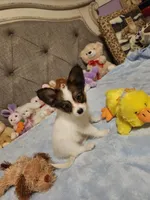 Boy 2, a male Papillon for sale in Mountain City, TN – 9 of 10