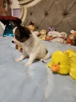 Boy 2, a male Papillon for sale in Mountain City, TN – 3 of 10