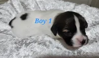 Boy 1, a male Papillon for sale in Mountain City, TN – 2 of 10