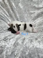 Boy 3, a male Papillon for sale in Mountain City, TN – 3 of 6