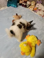 Boy 3, a male Papillon for sale in Mountain City, TN – 5 of 10
