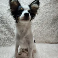 Boy 1, a male Papillon for sale in Mountain City, TN – Photo 6 of 10