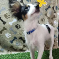 Boy 1, a male Papillon for sale in Mountain City, TN – Photo 9 of 10