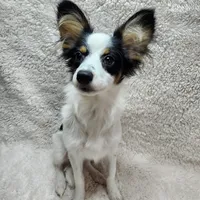 Boy 1, a male Papillon for sale in Mountain City, TN – Photo 3 of 10