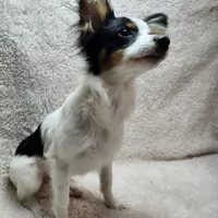 Boy 1, a male Papillon for sale in Mountain City, TN – Photo 1 of 10