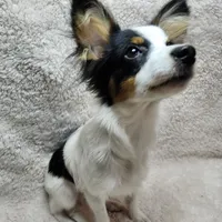 Boy 1, a male Papillon for sale in Mountain City, TN – Photo 7 of 10