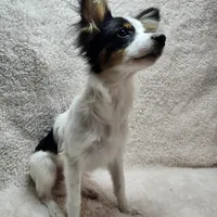 Boy 1, a male Papillon for sale in Mountain City, TN – Photo 5 of 10