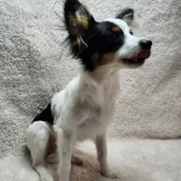 Boy 1, a male Papillon for sale in Mountain City, TN – Photo 8 of 10