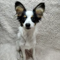 Boy 1, a male Papillon for sale in Mountain City, TN – Photo 4 of 10