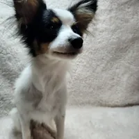 Boy 1, a male Papillon for sale in Mountain City, TN – Photo 2 of 10