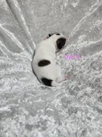 Girl  2, a female Papillon for sale in Mountain City, TN – 6 of 6