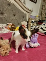 Girl  2, a female Papillon for sale in Mountain City, TN – 5 of 8