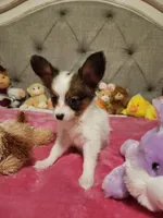 Girl  2, a female Papillon for sale in Mountain City, TN – 3 of 8