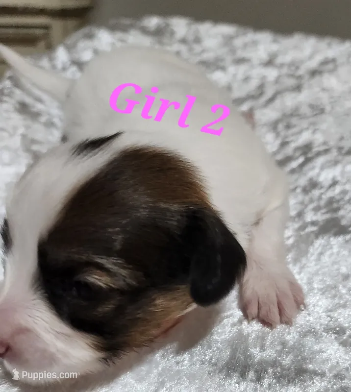 Girl  2 – Papillon puppy for sale in Mountain City, TN