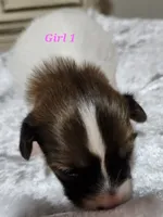 Girl 1, a female Papillon for sale in Mountain City, TN – 2 of 10