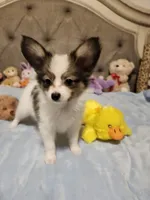 Boy 3, a male Papillon for sale in Mountain City, TN – 8 of 10