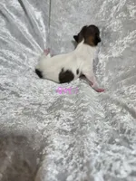 Girl 1, a female Papillon for sale in Mountain City, TN – 3 of 6