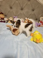 Boy 2, a male Papillon for sale in Mountain City, TN – 7 of 10