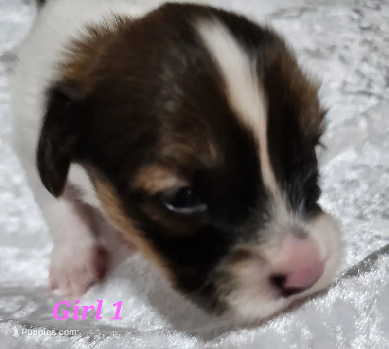 Girl 1 – Papillon puppy for sale in Mountain City, TN