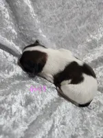 Girl 3, a female Papillon for sale in Mountain City, TN – 2 of 6