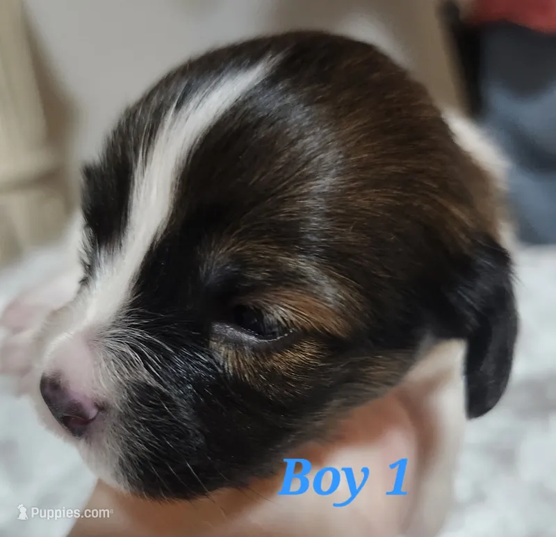 Boy 1 – Papillon puppy on hold in Mountain City, TN