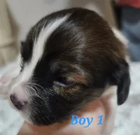 Boy 1, a male Papillon for sale in Mountain City, TN – 1 of 10