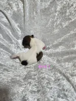 Girl 1, a female Papillon for sale in Mountain City, TN – 2 of 6