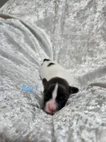 Boy 1, a male Papillon for sale in Mountain City, TN – 3 of 6
