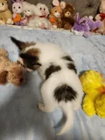 Boy 3, a male Papillon for sale in Mountain City, TN – 2 of 10