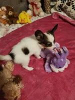 Girl  2, a female Papillon for sale in Mountain City, TN – 4 of 8