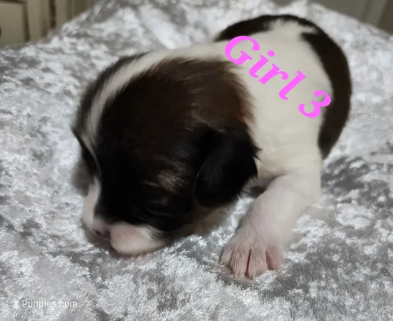 Girl 3 – Papillon puppy for sale in Mountain City, TN