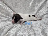 Boy 1, a male Papillon for sale in Mountain City, TN – 2 of 6