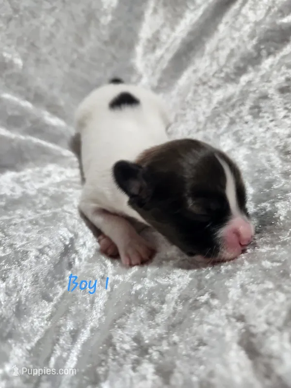 Boy 1 – Papillon puppy for sale in Mountain City, TN