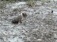 Scarlet , a female American Bully for sale in Hampton, VA – 2 of 4