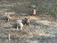 Coco, a female American Bully for sale in Hampton, VA – 2 of 5