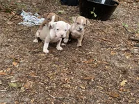 Blaze , a male American Bully for sale in Hampton, VA – 2 of 4
