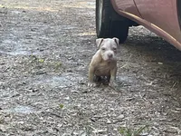 Tank , a male American Bully for sale in Hampton, VA – 3 of 4